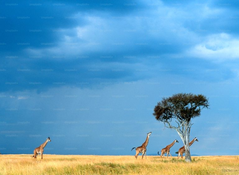 9-Day Great Northern Tanzania Safari