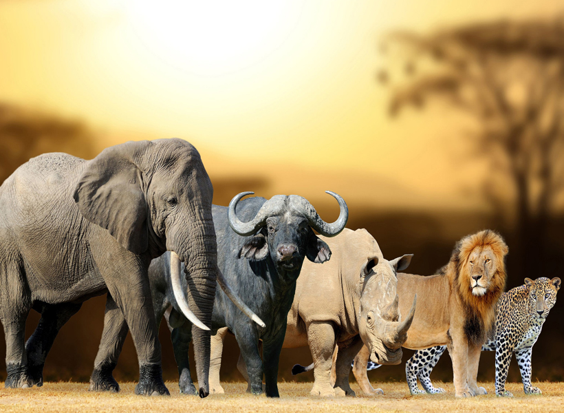 7-Day Tanzania Big Five Safari