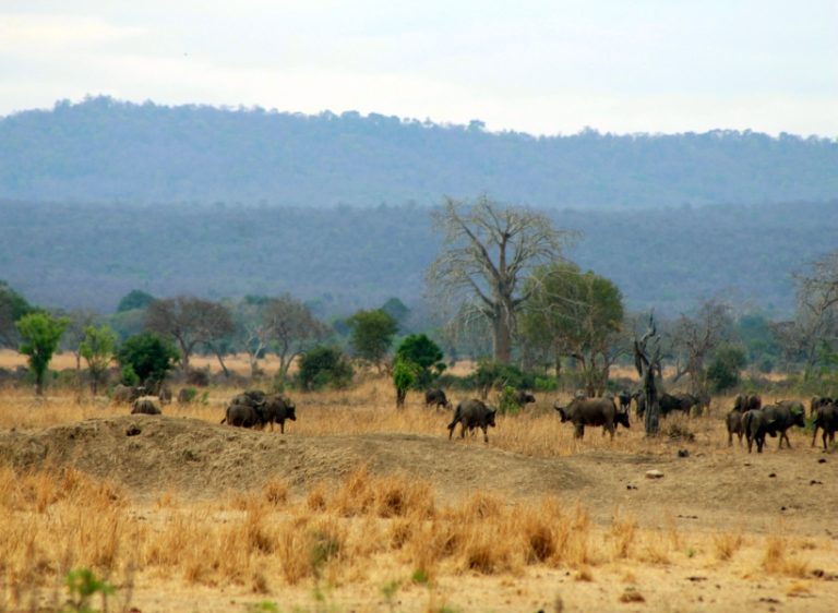 6-Day Great Migration Safari
