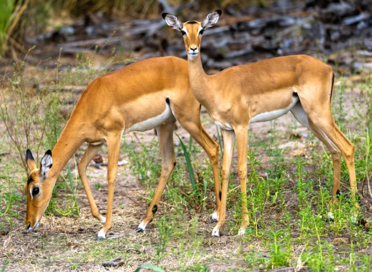 5-Day Tanzania Great Safari
