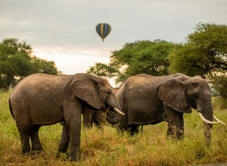 4-Days Tanzania Safari