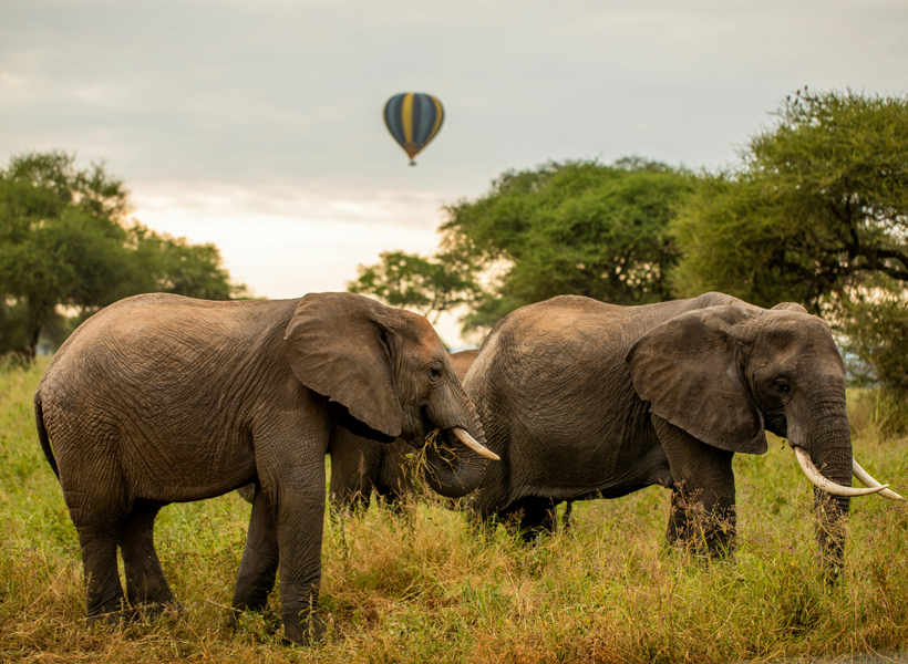 4-Days Tanzania Safari